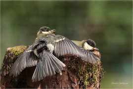 <p>SÝKORA KOŇADRA (Parus major) ------- /Great tit - Kohlmeise/</p>